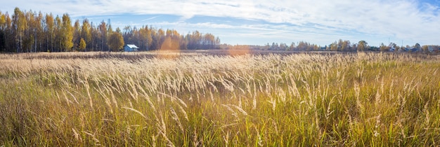 Пейзажная панорама луга и деревьев