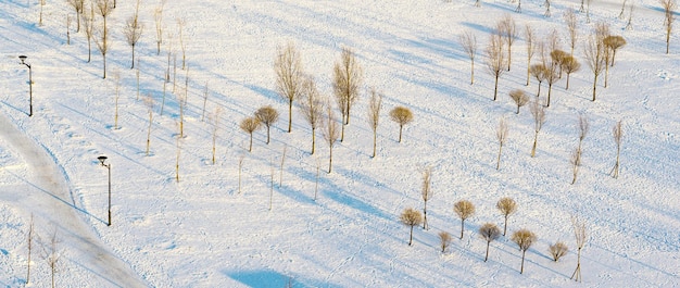 пейзаж парка в солнечный зимний день с голубой тенью от кустов и деревьев на белом снегу