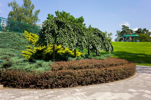 Landscape park with green bushes
