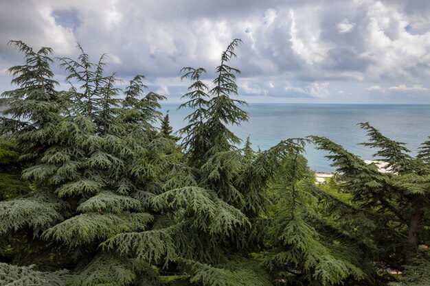 Landscape park with many rare evergreens on the Black Sea coast. Cedars in the Aivazovsky Park in Partenit