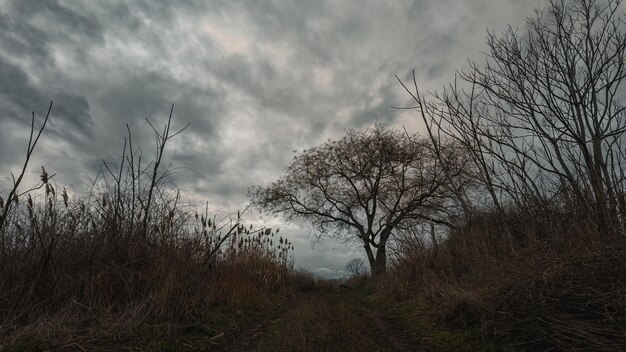 Photo landscape path among thickets dramatic sky