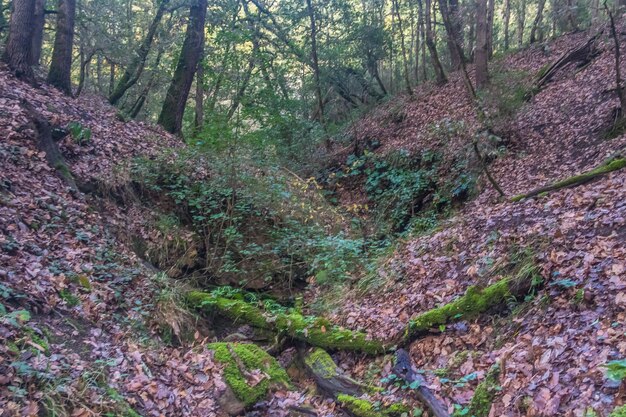 Landscape photo of a forest