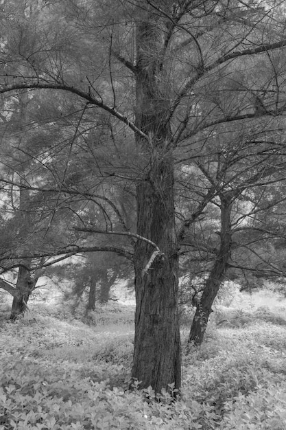 Landscape photo of trees in winter