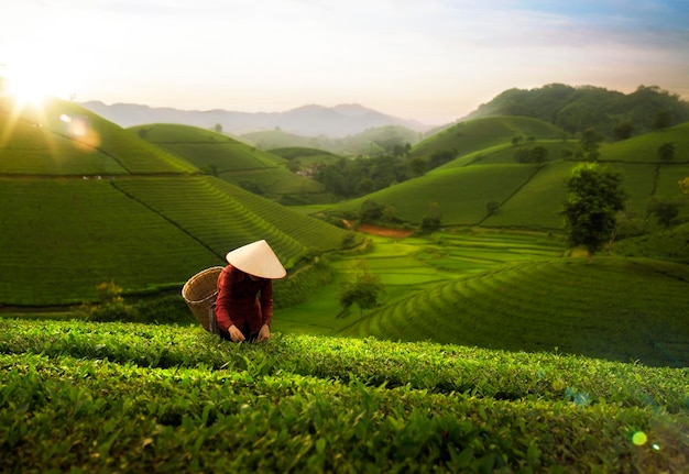 Landscape photo for vietnamese working in tea plantation at long coc mountain green tea farm in vietnam