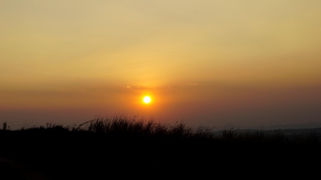 植物や茂みの背景の背後にある夕日の風景写真