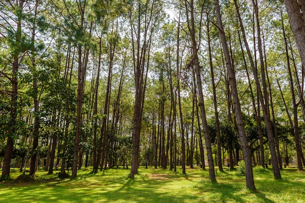 Photo landscape pine forest in the afternoon