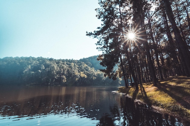 Landscape of pine trees near the reservoir