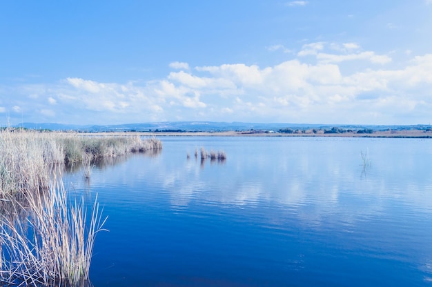 Landscape of a pond in spring