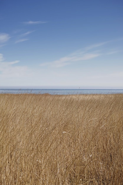 Landscape of reeds at a lake against blue sky background with copyspace by the sea Calm marshland with wild dry grass in Kattegat Jutland Denmark Peaceful and secluded fishing location in nature