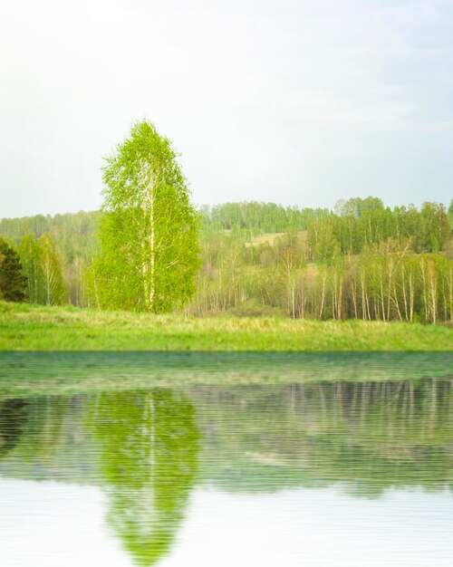 пейзаж отражение березы в воде