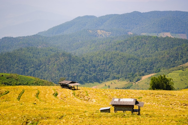 アジアの田んぼの風景