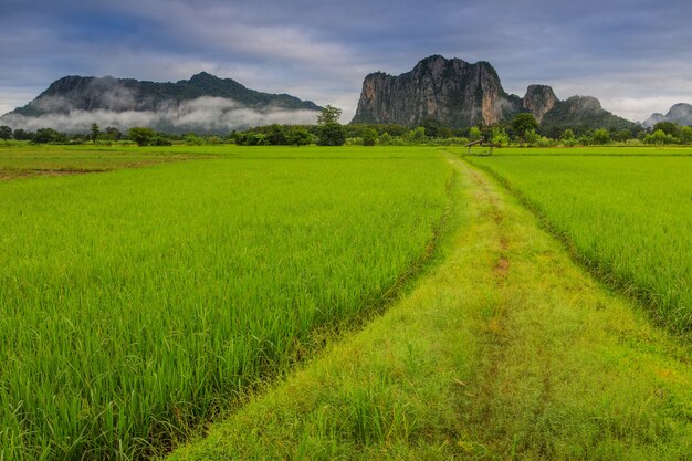 Landscape of rice field in the countryside of Thailand.