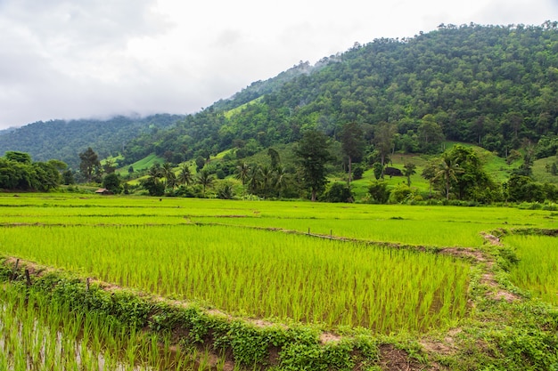 Landscape of rice field in the countryside of Thailand.