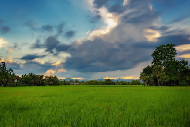 Landscape of rice field and sunset in Chiang mai, Thailand.