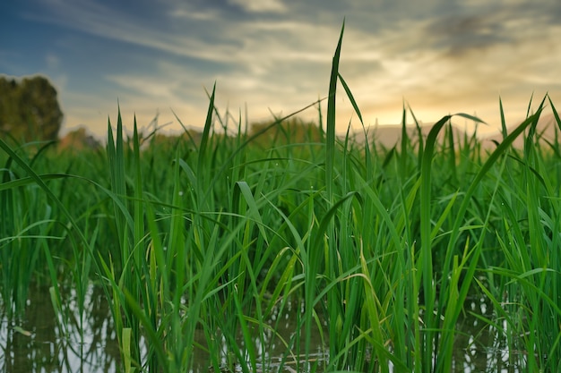 landscape of rice fields in calasparra murcia