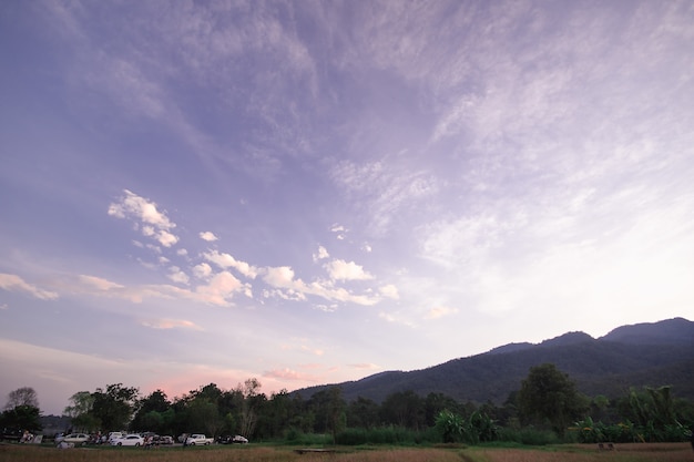 タイの夜の田んぼの風景