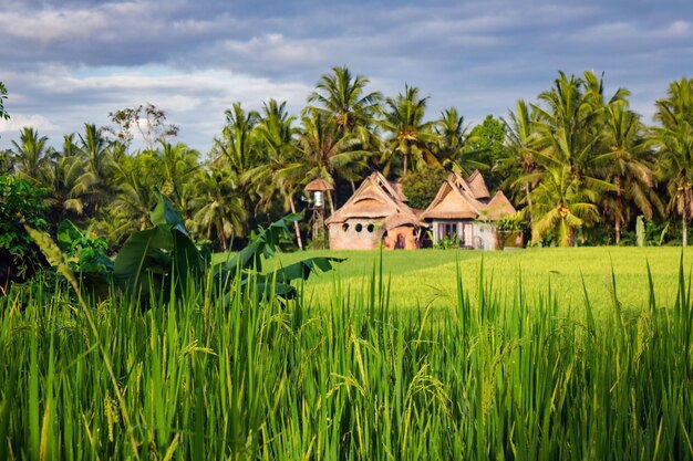 Foto paesaggio di campi di riso a tegallalang ubud sull'isola di bali, in indonesia