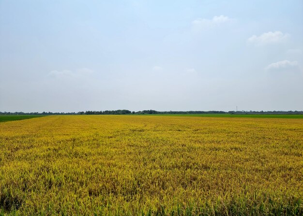 The landscape of ripe rice fields in the sky background