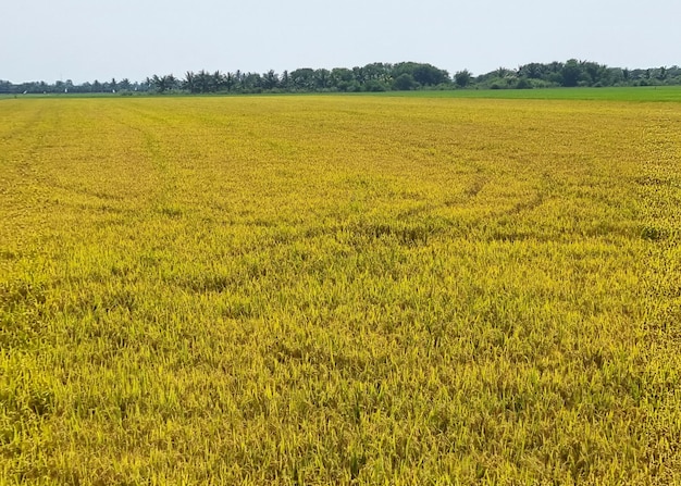 The landscape of ripe rice fields in the sky background