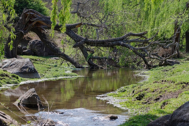 Landscape of a river with a tree fallen