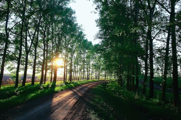 landscape road alley green trees