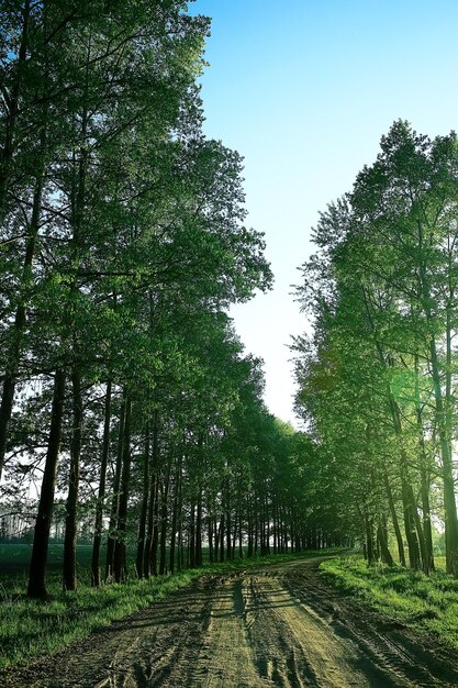 landscape road alley green trees