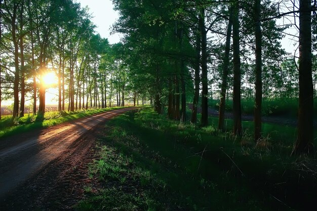 landscape road alley green trees