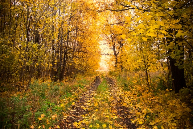 秋の森の風景道黄金の秋