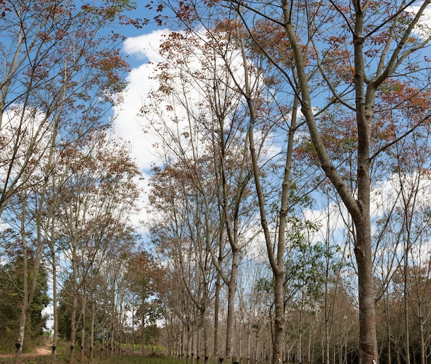 Landscape rubber plantation during day with blue sky