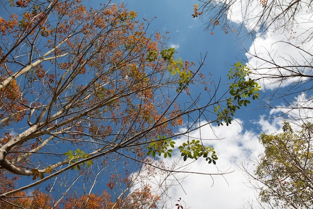 Landscape rubber plantation during day with blue sky