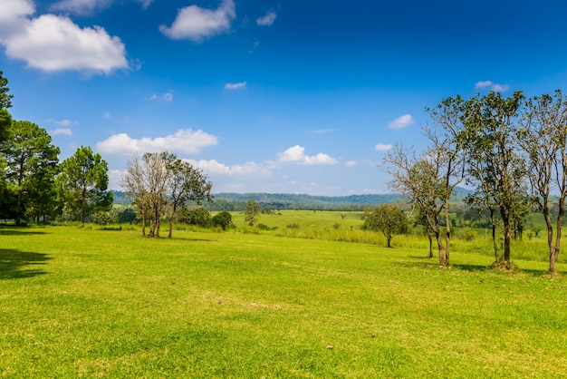 Photo landscape of savanna forest