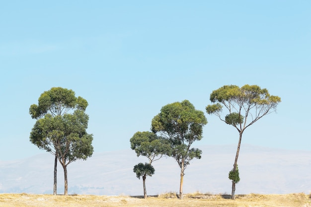 Photo landscape scene composed of five lonely eucalyptus trees on a plateau, photo taken in the district of sicaya