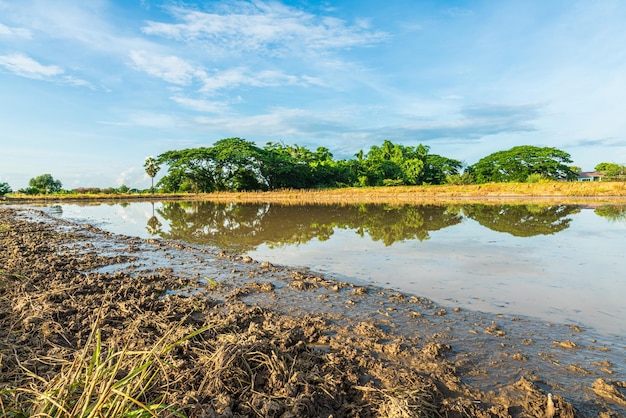 Landscape scenery mud and water in a rice field Preparation of paddy field for sowing the rice seed with fluffy clouds blue sky daylight background