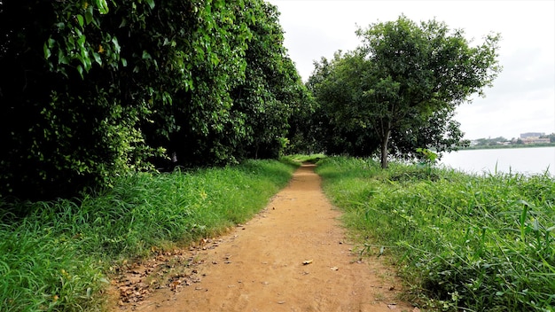 Photo landscape scenic beautiful lush green cover walking lane lake view in btm or madiwala