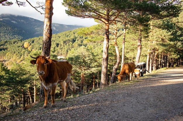 Landscape shot of cows in a forest area