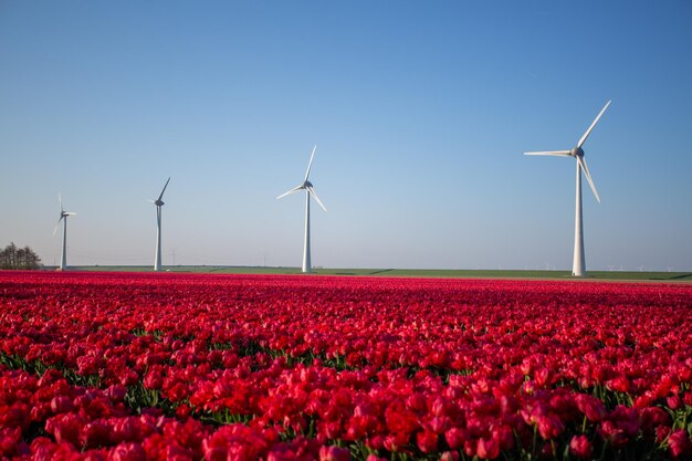 風力タービンと赤いチューリップの花のフィールドの風景ショット