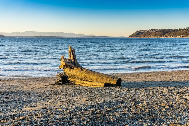 Foto una foto paesaggistica di un tronco d'albero e dell'oceano al seahurst beach park a buried washington