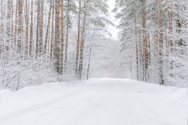 Landscape of a snow-covered pine forest in a snowfall