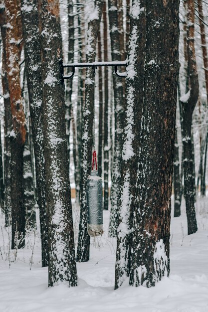 Landscape of a snow-covered pine forest in a snowfall