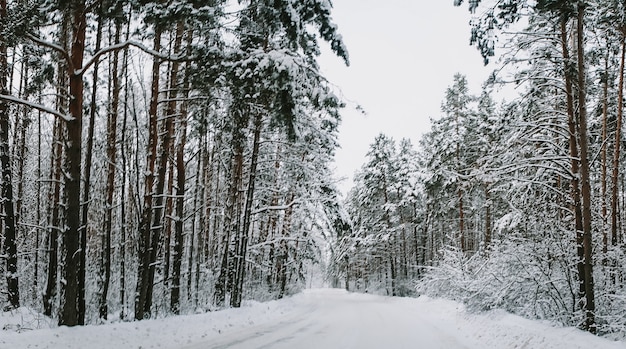 Landscape of a snow-covered pine forest in a snowfall