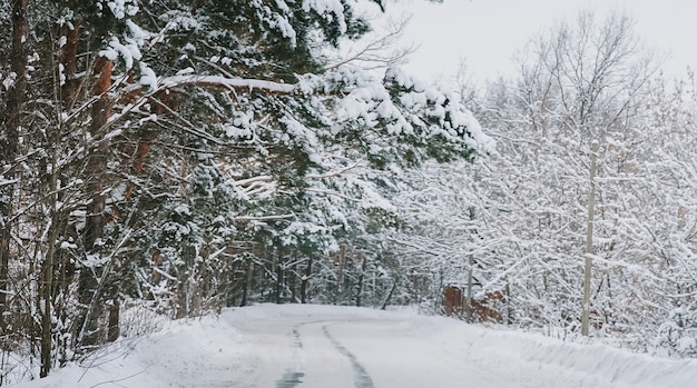 Paesaggio di una foresta di pini innevati in una nevicata