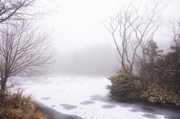 Landscape and snow falling covered on plant tree with pond lake water frozen in forest on Hanla Mountain or Mount Halla in Hallasan National Park for korean visit in Jeju Island in Jejudo South Korea