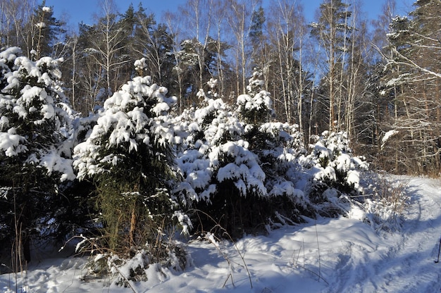 雪に覆われた冬の森の風景