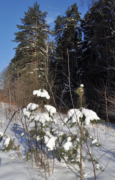 Landscape of snowcovered winter forest