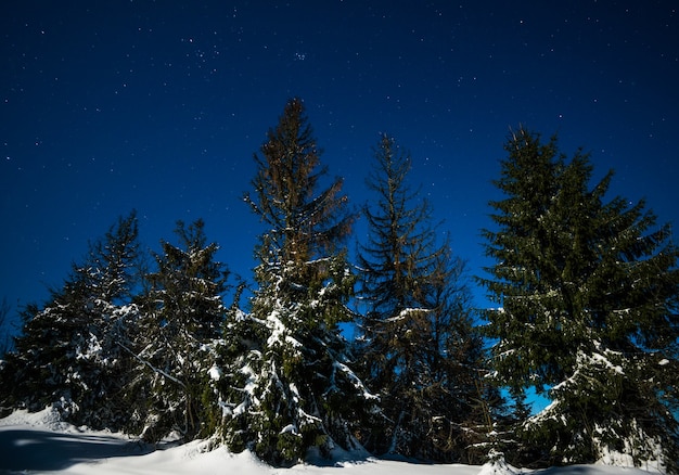 丘の雪の吹きだまりの中で成長する雪に覆われた背の高いモミの木の風景