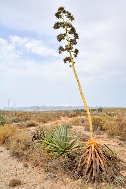 Photo landscape in south spain