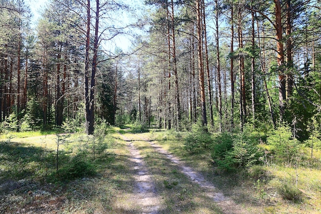 landscape spring forest background nature