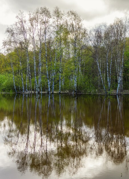 Фото Пейзаж - весенняя роща деревьев, затопленная во время паводка