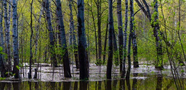 Paesaggio - boschetto primaverile di alberi allagati durante l'acqua alta