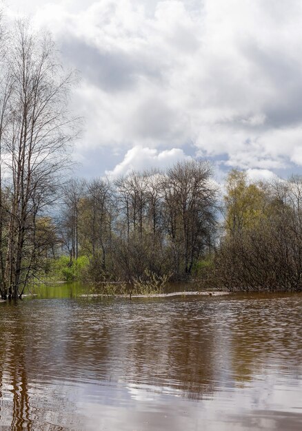 Пейзаж - весенняя роща деревьев, затопленная во время паводка